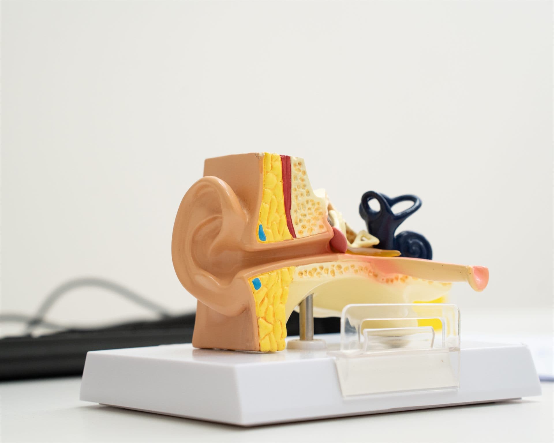 Anatomski model ušesa s prerezom zunanjega, srednjega in notranjega ušesa